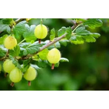 Amla Plant Manufacturer