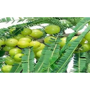  Organic Amla Plant