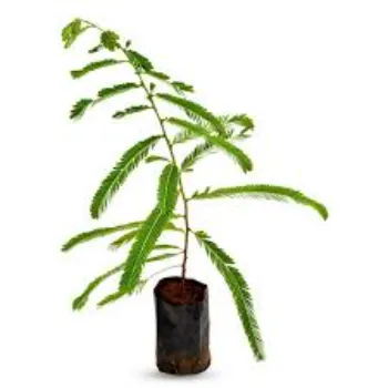 Natural Amla Plant