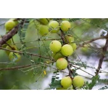 RAJESWARI NURSERY Amla Plant