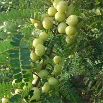 Amla Plant