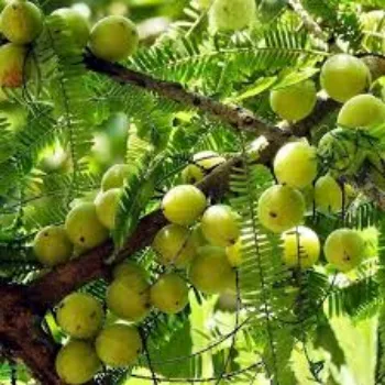 Roshni Agri   Amla Plant