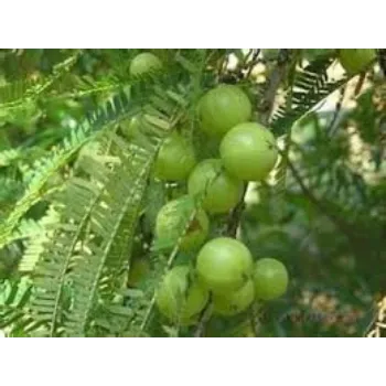 Amla Plant