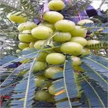 Organic Amla Plant