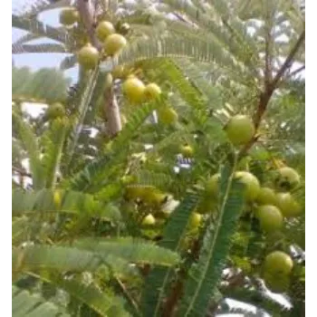 Natural Amla Plant