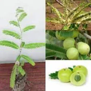 Natural Amla Plant