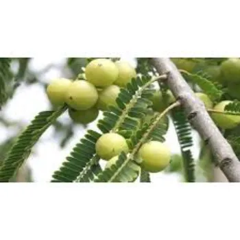 Natural Amla Plant