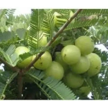A Grade  Amla Plant