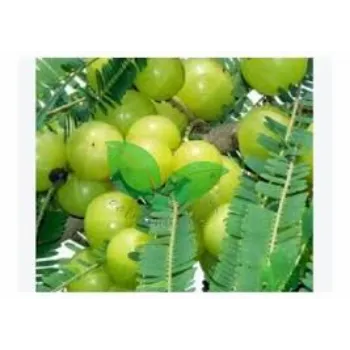  Amla Plant