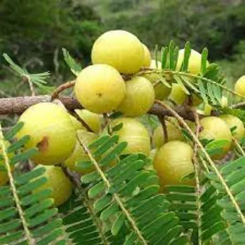 Natural Amla Plant