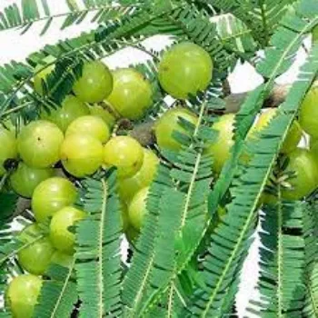 Organic Amla Plant