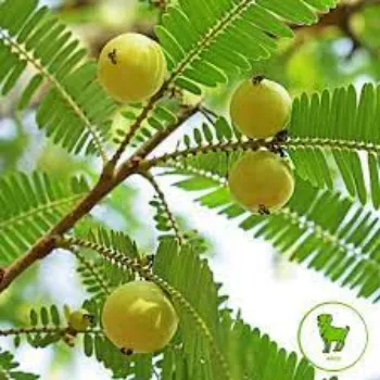 Fresh Amla Plants