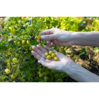 Organic Amla Plant