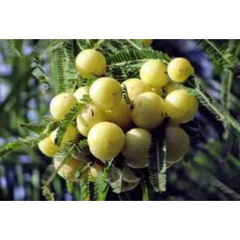 Amla Plant Manufacturer