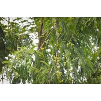 Fresh Amla Plant