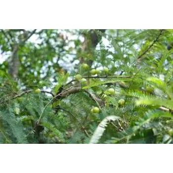 Natural Amla Plant Manufacturer