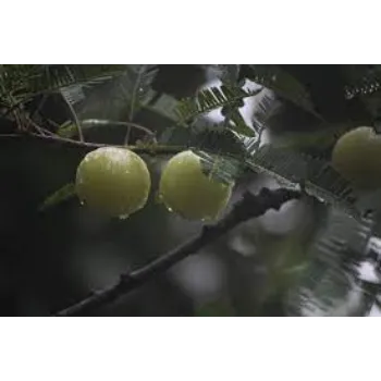 Organic Amla Plants Manufacturer