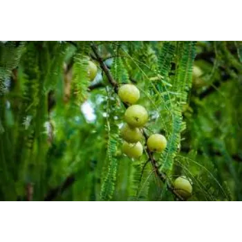 Fresh Amla Plant Exporter