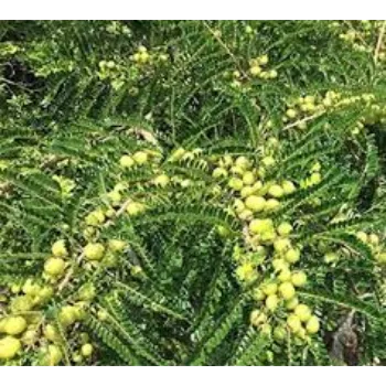 Organic Amla Plants