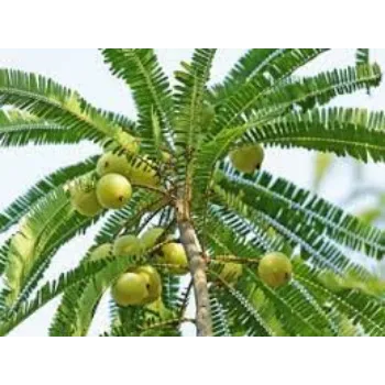 Natural Amla Plants
