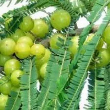Natural Amla Plants
