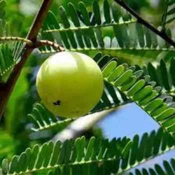 Organic Amla Plants