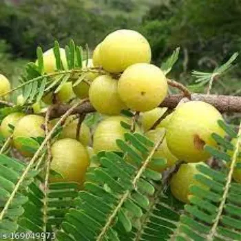 Organic Amla Plants