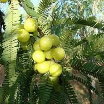 Organic Amla Plants