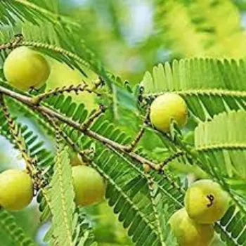 Natural Amla Plants