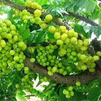 Organic Amla Plants