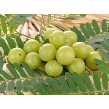 Fresh Amla Plants