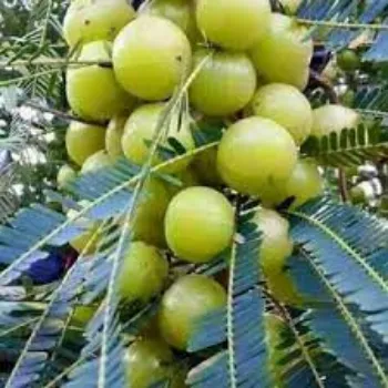 Common Amla Plants