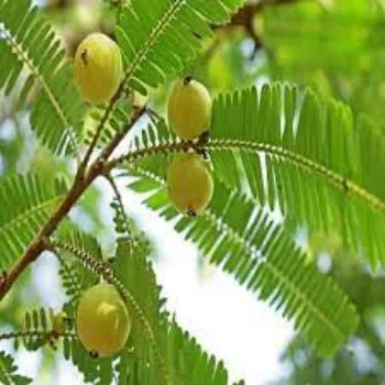 Natural Amla Plants