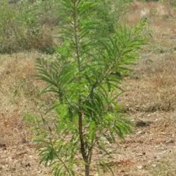 Organic Amla Plants