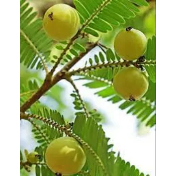 Common Amla Plants