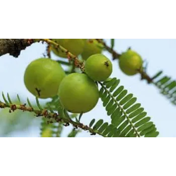 Fresh Amla Plant