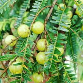 Organic Amla Plant