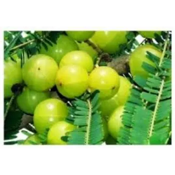 Amla Plants Exporter