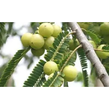 Organic Amla Plant Manufacturer