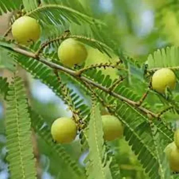 Fresh Amla Plant