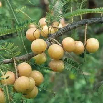 Organic Amla Plant Manufacturer