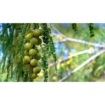 Natural Amla Plant Manufacturer
