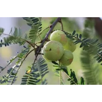 Organic Amla  Plant