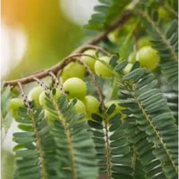 Natural Amla Plant