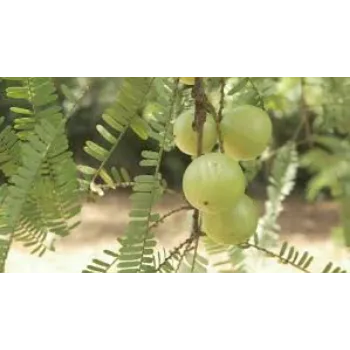 Organic Amla Plant
