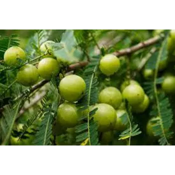Natural Amla