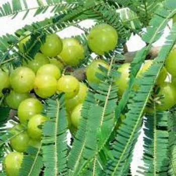 Natural Fresh Amla