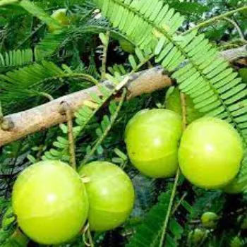 Natural Fresh Amla