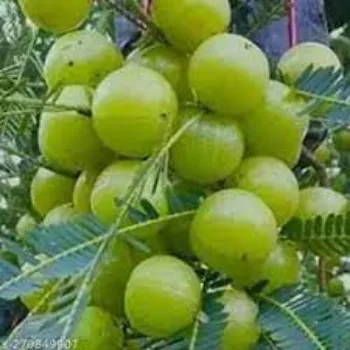 Amla Plant