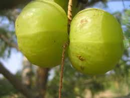 Fresh Amla 